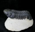Large Reedops Trilobite - Great Preservation #19813-2